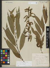Foto von Salix alba L. x Salix fragilis L.